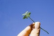 finger holding a clover