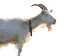 blanching nanny goat