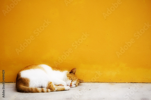 cat photo - sleepy kitty