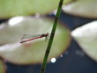 dragonfly dragonfly