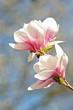 magnolie