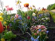 blumenbeet (2)