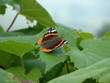 schmetterling