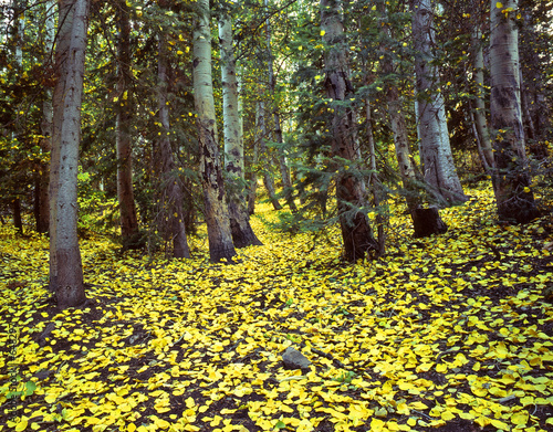 Photo: uinta forest aspen leaves uinta forest aspen leaves