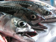 poissons poissons