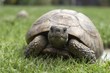 tortue