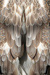 feather background feather background