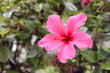 hibiscus - pink