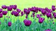 tulipe royale green 2
