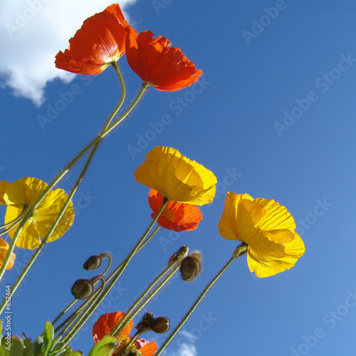 mohn