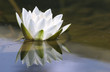 white delicate water lily