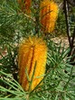 banksia spinulosa
