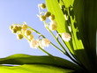 muguet