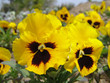 pansy pansy