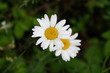 daisey with water drops