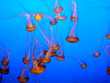 jellyfish group