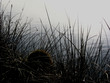 gras am ufer gras am ufer