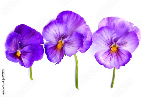 Photo: pansies pansies