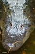 head of a north american alligator