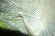 white peacock closeup