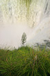 flora and falls