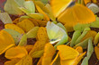 butterflies at the mudhole