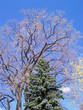 trees in the sky  (serie) no.9...posted by  rog99