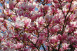 blooming magnolia