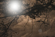 moonlit sky