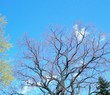 trees in the sky  (serie) no.8 c...posted by rog99