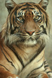 portrait of a sumatran tiger