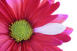 flower close