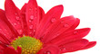 flower and rain