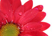 flower and dew
