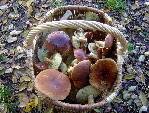les cèpes