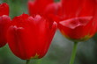 tulipe tulipe