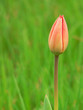 tulip tulip