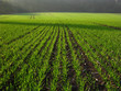 maisfeld im frühjahr