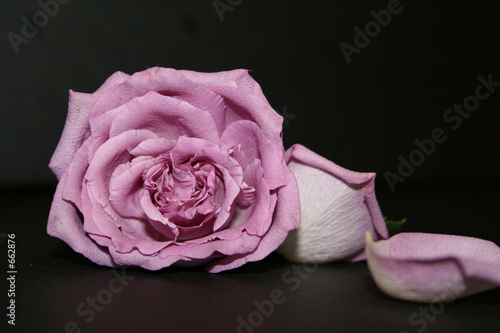 purple rose