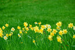 daffodils and grass