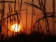 sunset at field
