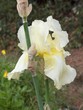 iris jaune
