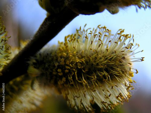 Foto: spring willow spring willow
