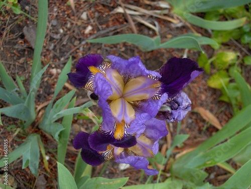 iris bleus