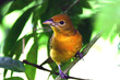 summer tanager