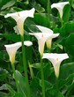 Photo: arum lilies arum lilies