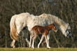 baby foal and mother