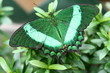 sparkling green butterfly
