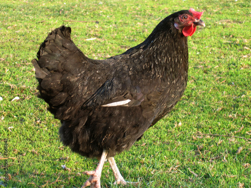 blackenning hen