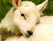 young welsh lamb